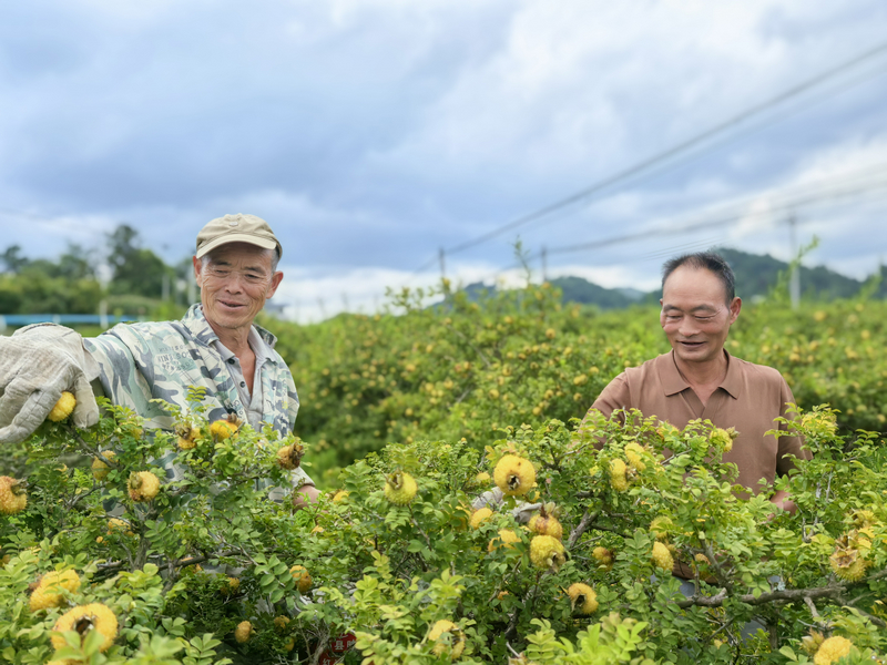 贵州林业：44.66亿元补贴助400多万户共享生态红利