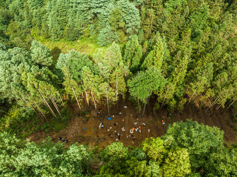 贵州发展天麻产业让农户实现“家门口就业”。贵州省林业局供图