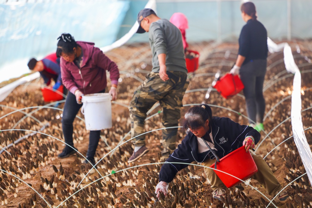 羊肚菌迎来丰收 带动经济效益显著提升