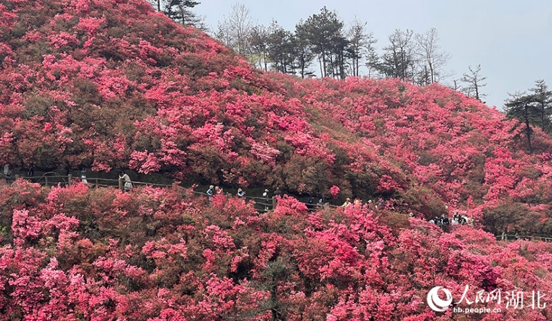 武汉木兰云雾山杜鹃花开满山,构成一幅春日画卷。