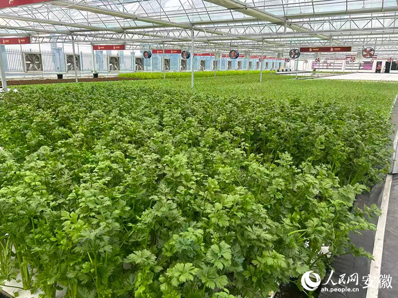 鸿姑薇香农业科技有限公司的水培大棚