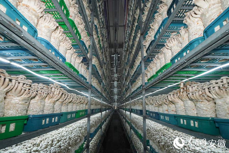 安徽鲜菇坊生物科技有限公司的智能化菇房