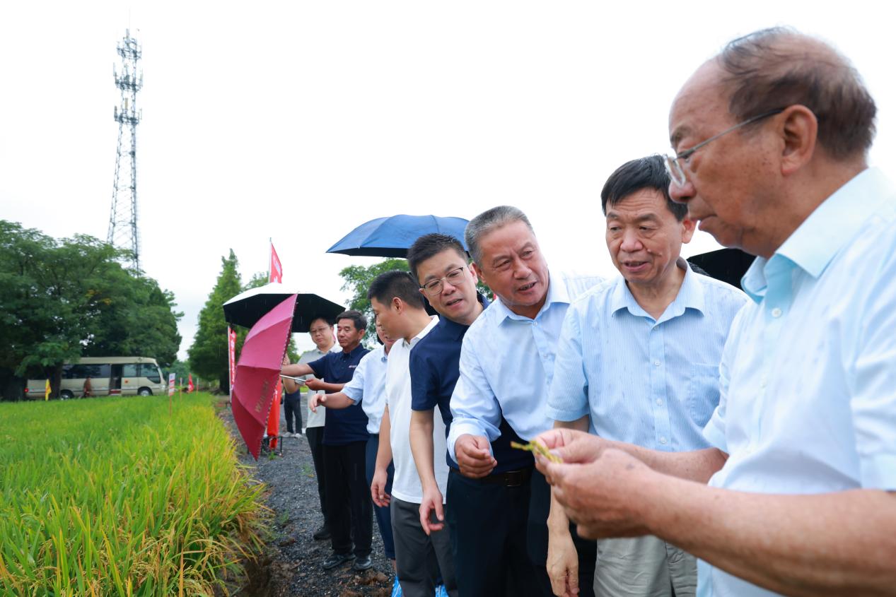 中科发早粳23机穴播模式