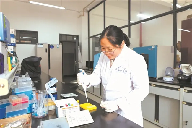科研团队进行盐碱水养殖大黄鱼性腺性激素检测。宁德师范学院供图