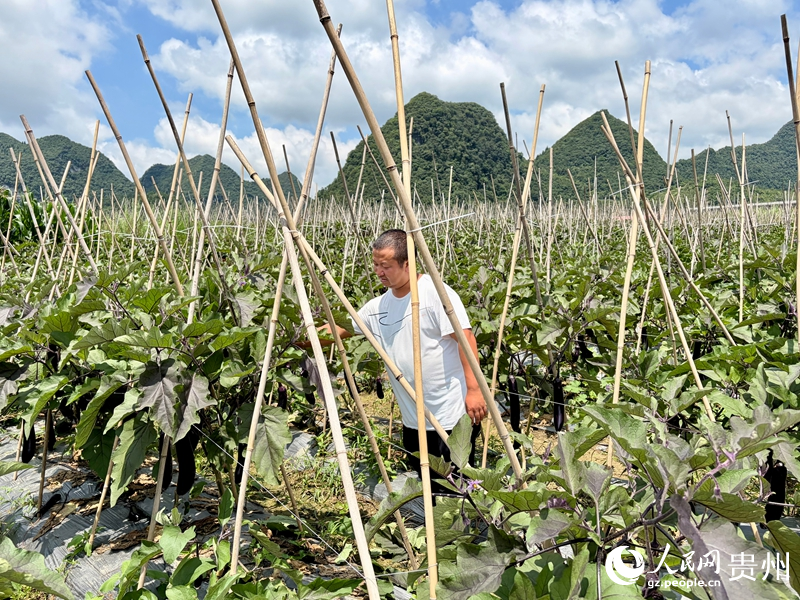 杨天兵察看茄子长势