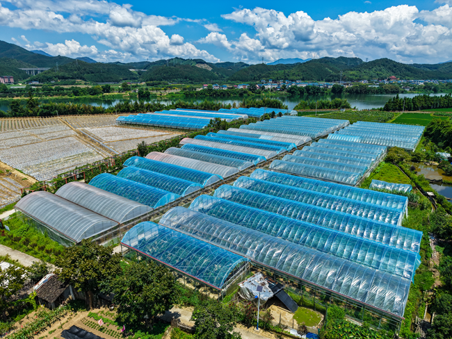 无花果种植基地