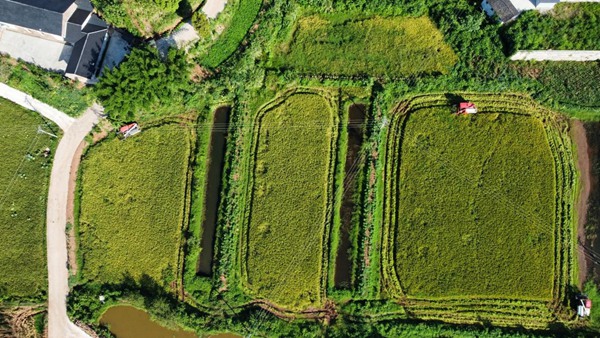 铜梁立灯村，收割机在田间作业。